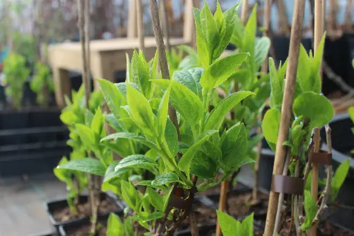 Actinidia arguta 'Chang Bai Giant' ♀
