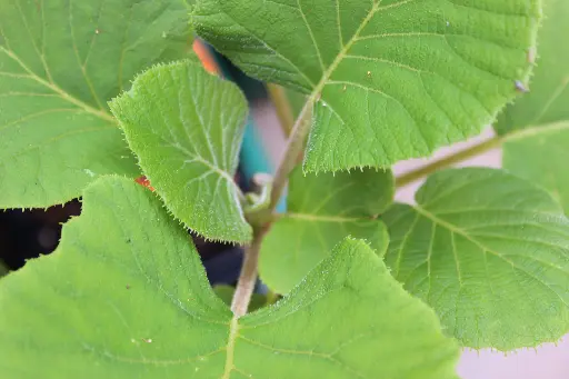 Actinidia chinensis 'Soreli' ♀